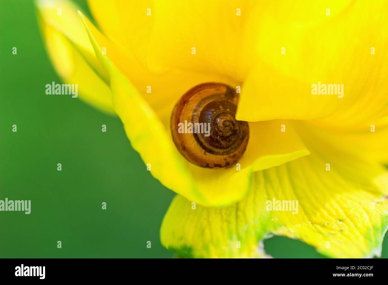 Snail lying in a yellow flower Stock Photo