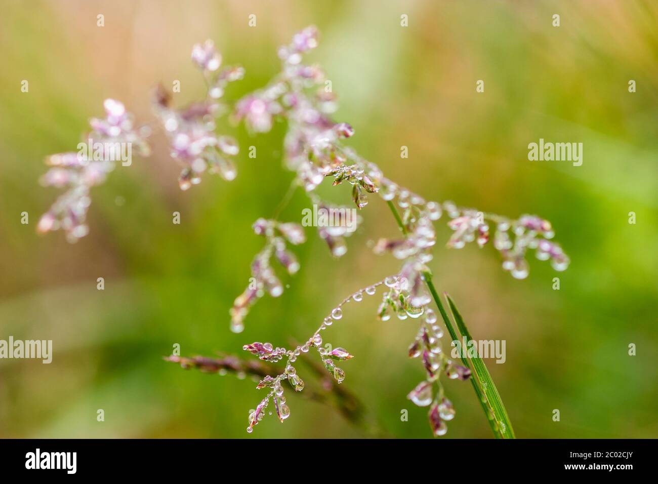 Morning dew drops on a blade of grass Stock Photo