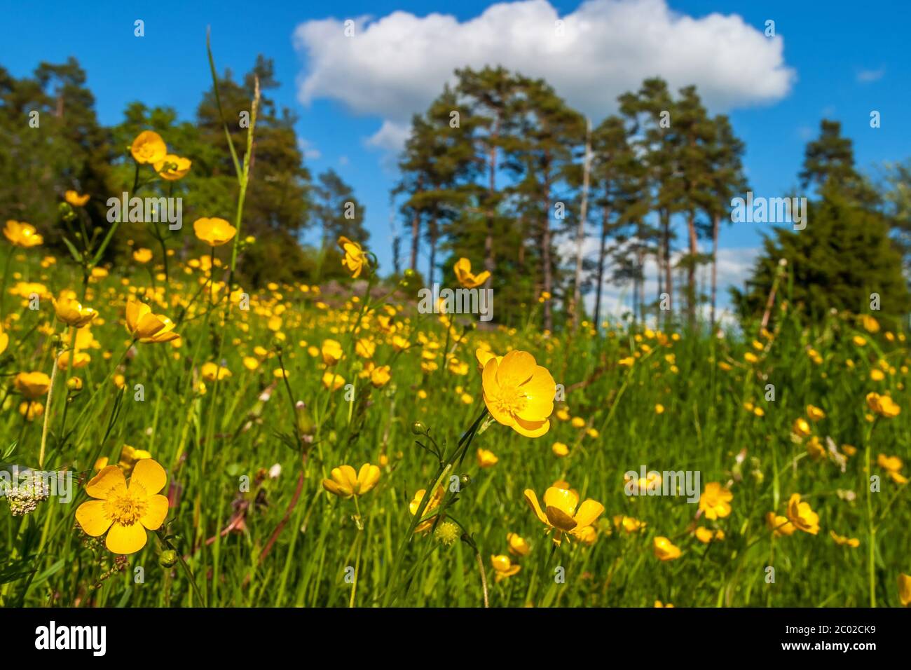 Flowering Buttercups in a meadow Stock Photo