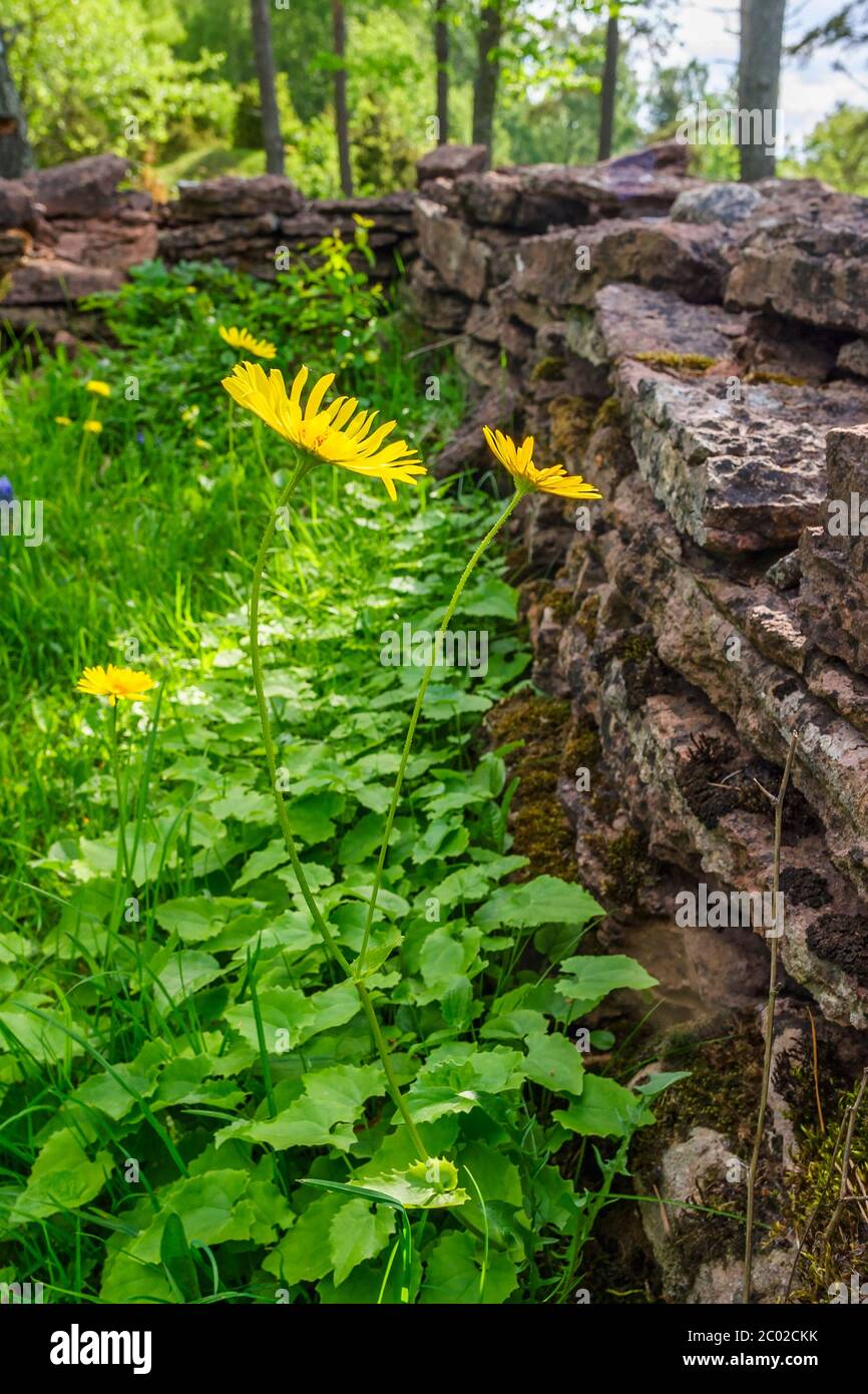 Stone wall overgrown flowers hi-res stock photography and images - Alamy