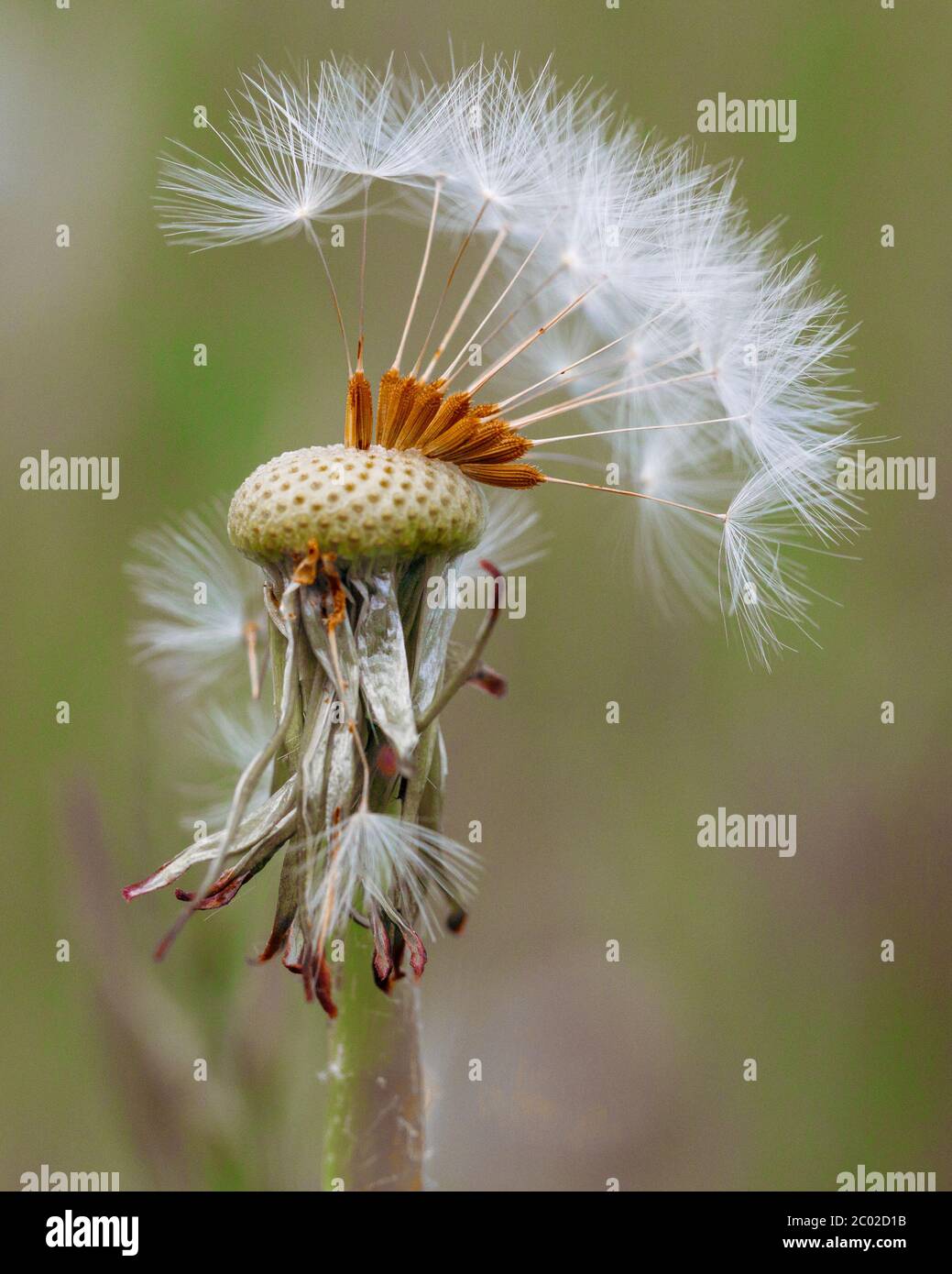 dandelion head close up Stock Photo - Alamy