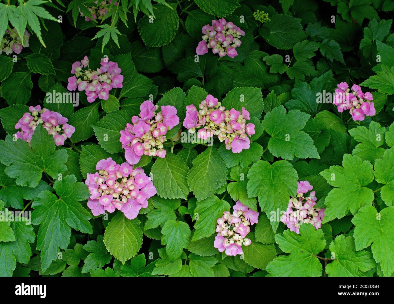 Flowers of Hydrangea Stock Photo - Alamy