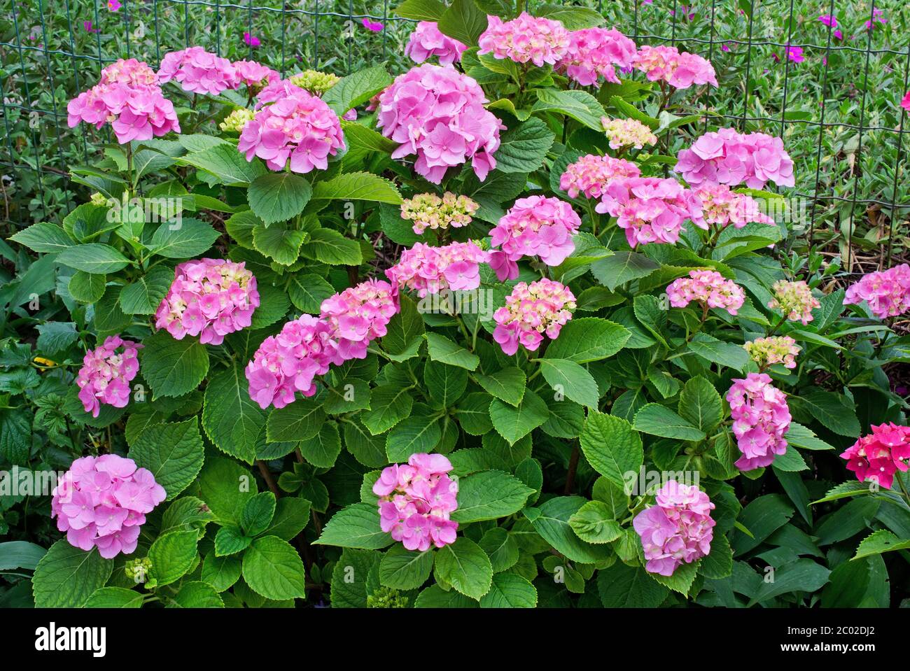 Flowers of Hydrangea Stock Photo - Alamy