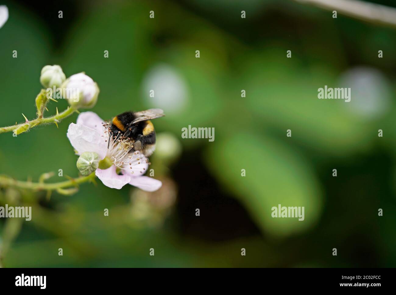 Bumble bee on a blackberry flower, green blurred background Stock Photo