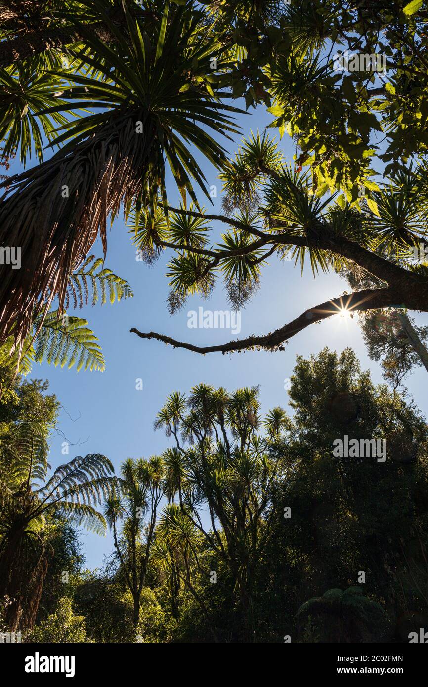 The fern walk at Totara Reserve, Pohangina Valley, Manawatu-Whanganui, North Island, New Zealand Stock Photo