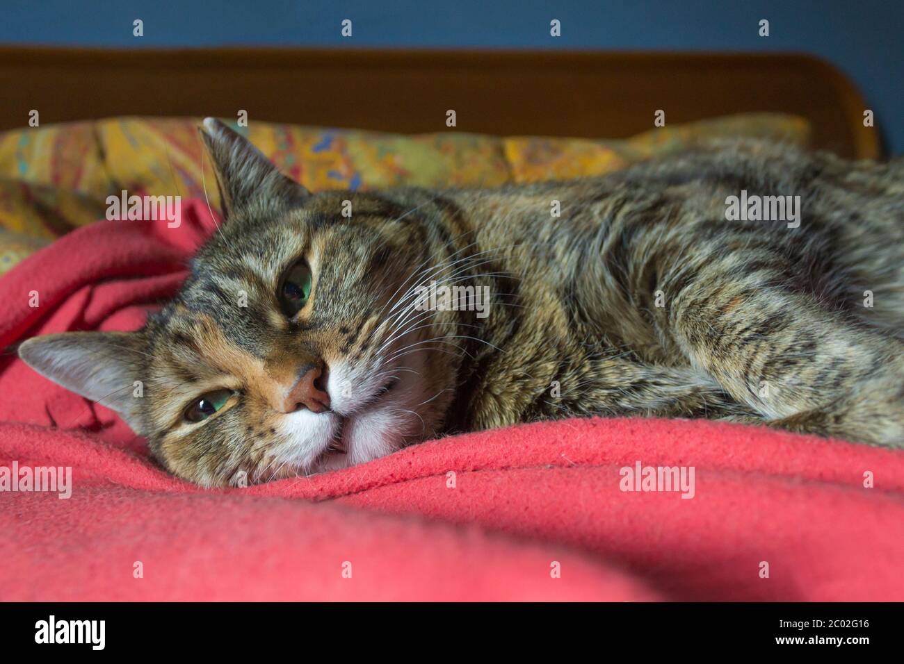 A tabby cat in bed looking away from camera Stock Photo