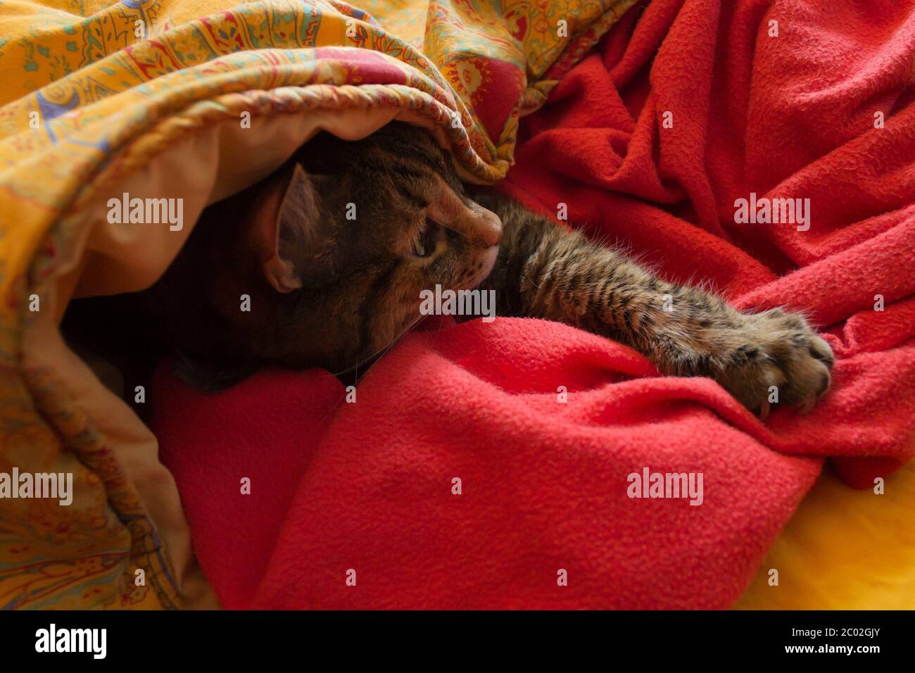 A tabby cat in bed getting out from sheets Stock Photo