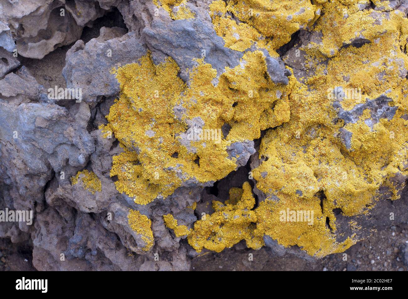 yellow lichens on lava stone Stock Photo