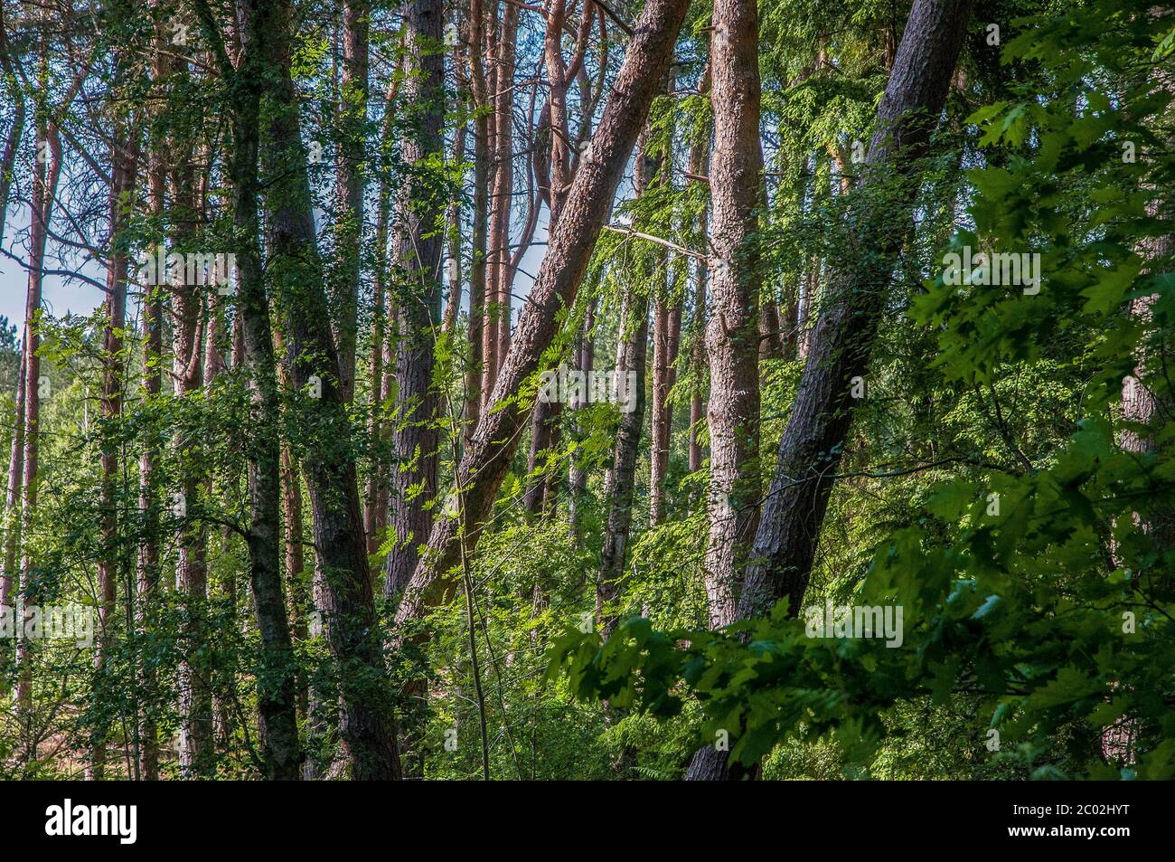 Forest tree woodland woods hi-res stock photography and images - Alamy