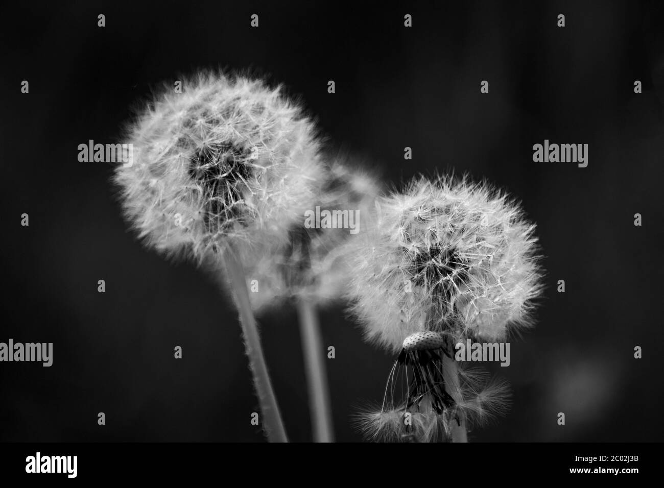 Dandelion field Black and White Stock Photos & Images - Alamy