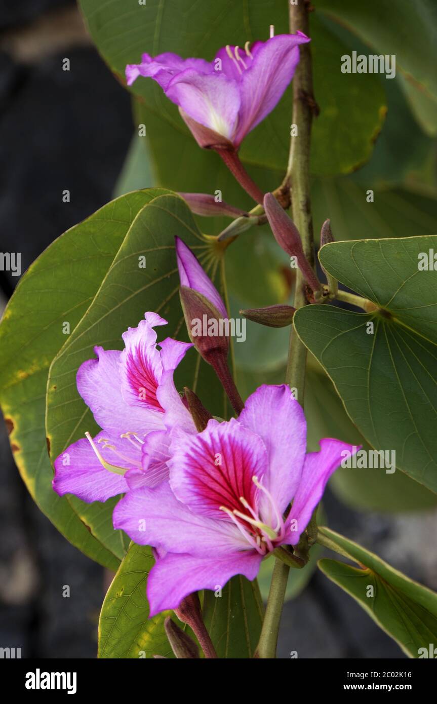 Flowers of the orchid tree (Bauhinia variegata Stock Photo Alamy
