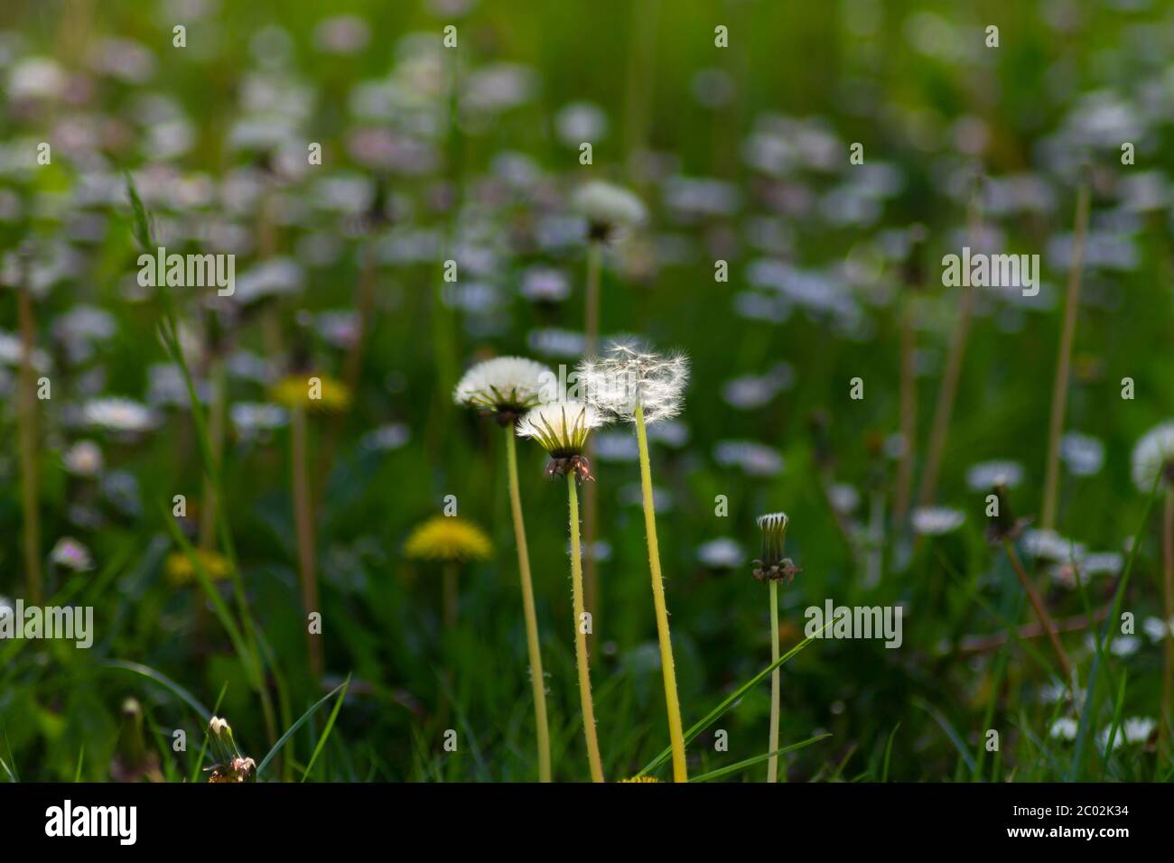 Dandelion daisy flowers hi-res stock photography and images - Alamy