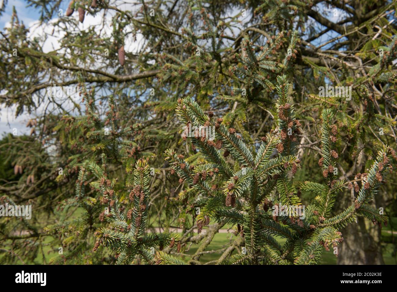 Summer Foliage and Brown Cones of a Likiang Spruce Tree (Picea likiangensis) in a Garden in Rural Cheshire, England, UK Stock Photo