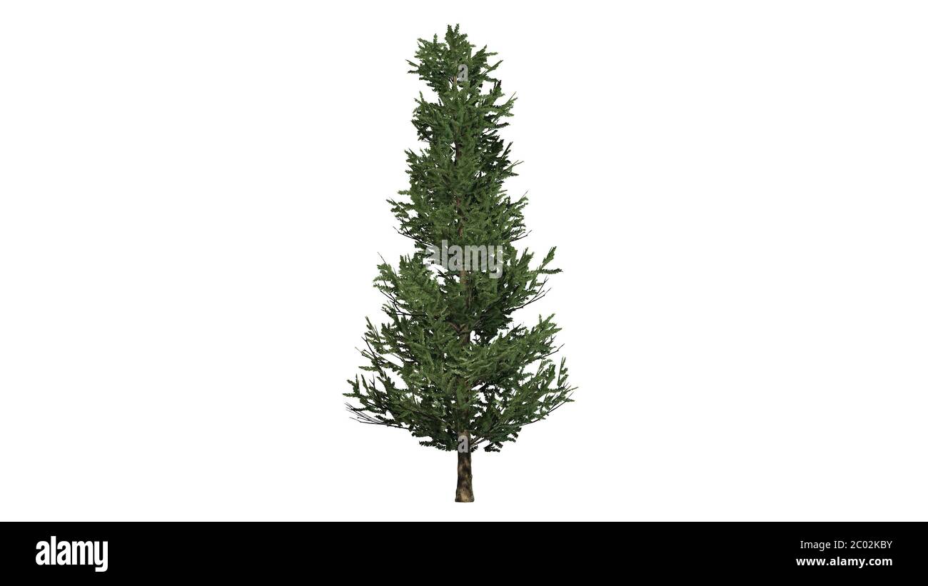 Fraser fir isolated hires stock photography and images Alamy