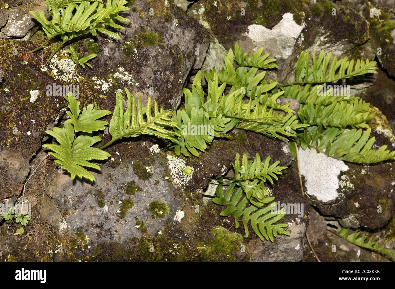 Southern spotted fern (Polypodium cambricum) Stock Photo