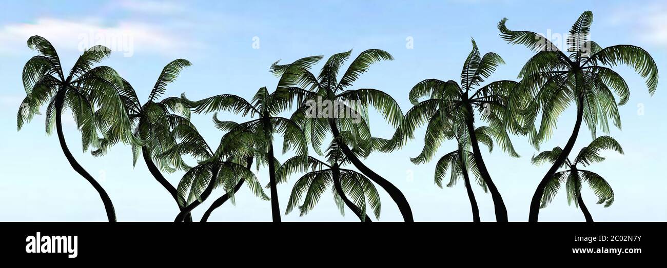 Palm trees on blue sky background - banner Stock Photo - Alamy
