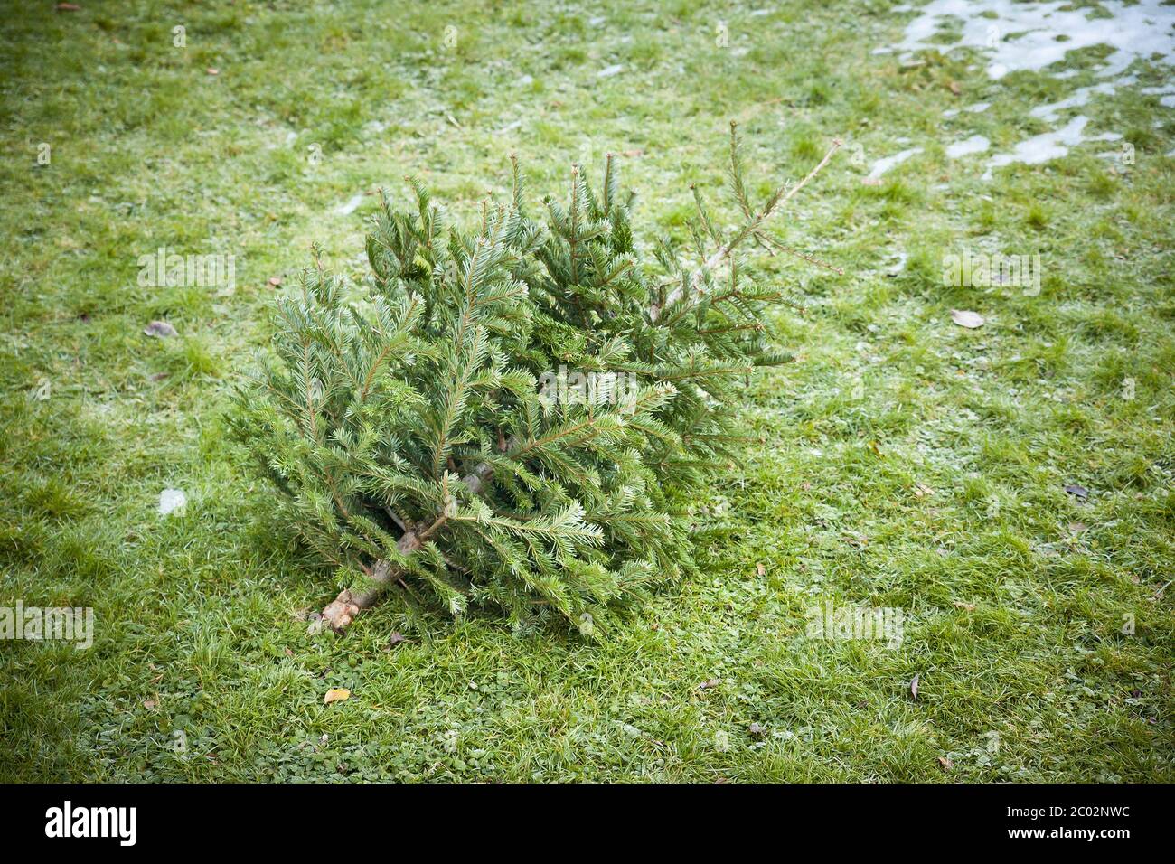 used christmas tree Stock Photo Alamy