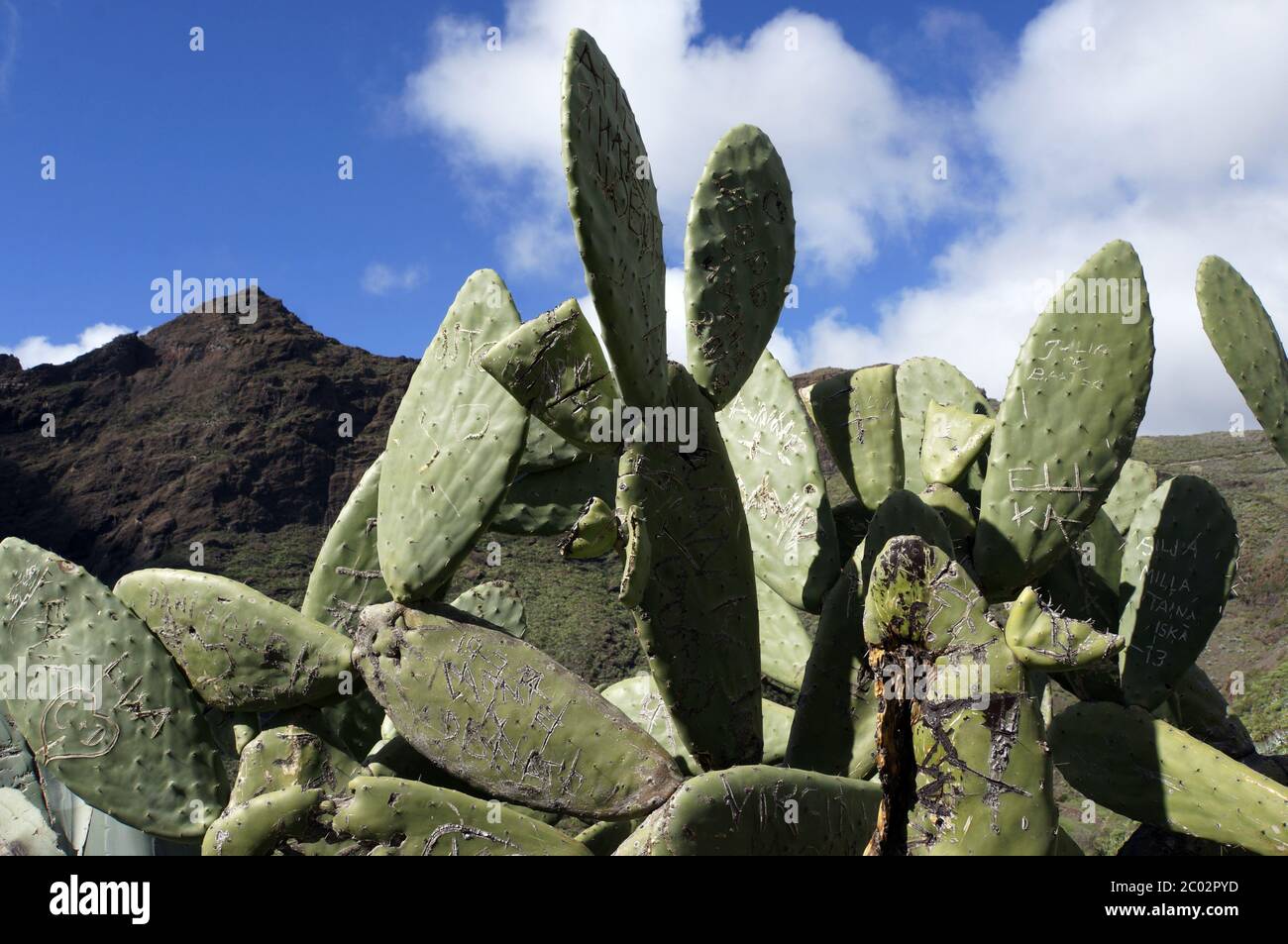 prickly pear Stock Photo