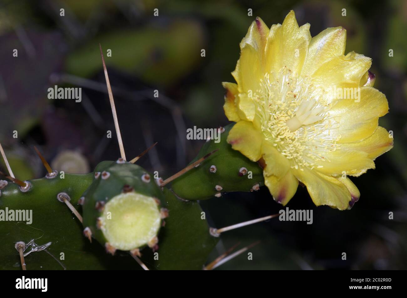 Blossom of the prickly pear Stock Photo