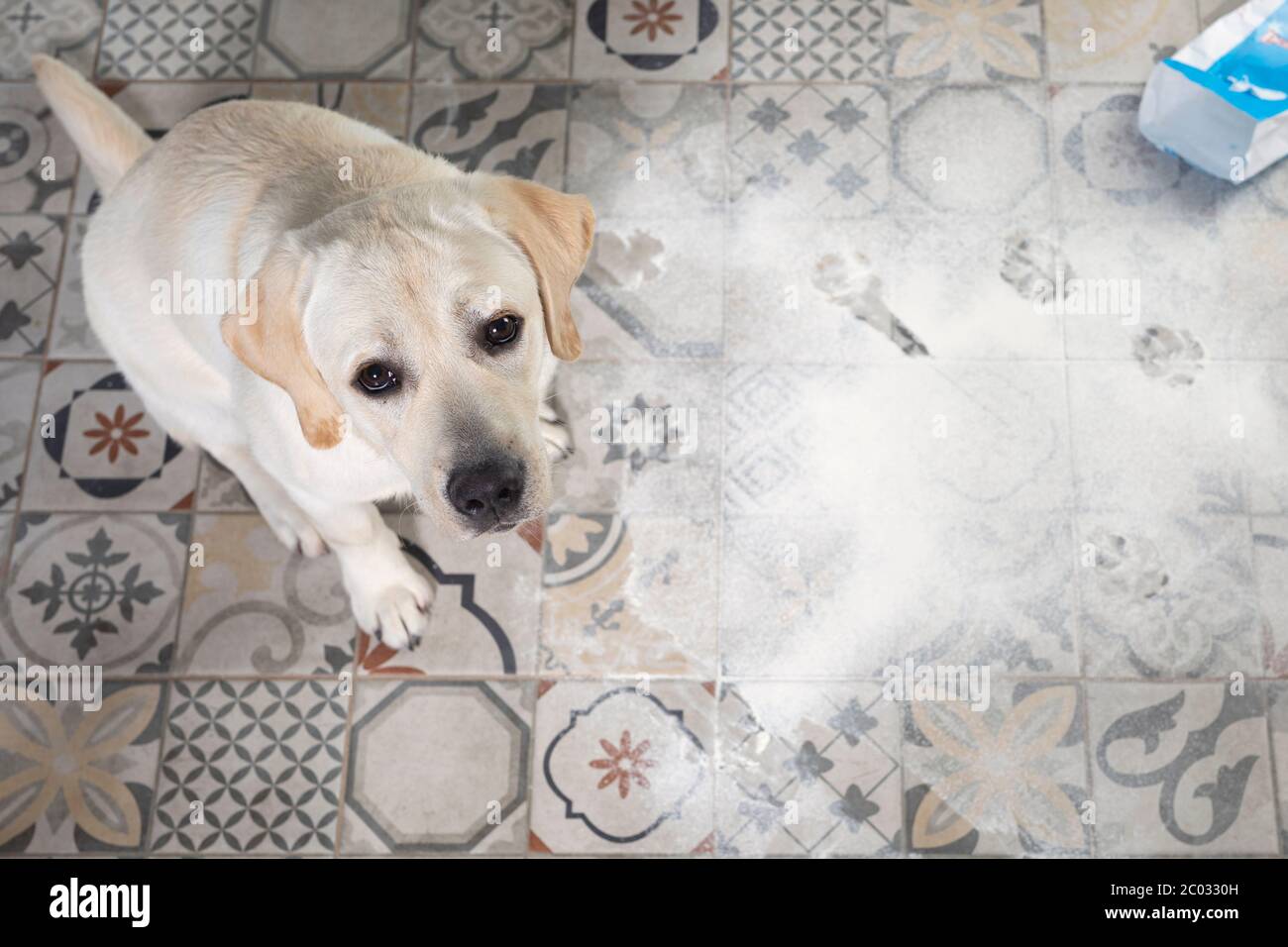 Labrador dog looking with guilty expression, sitting next to inverted packet of flour sprinkled on floor. Stock Photo