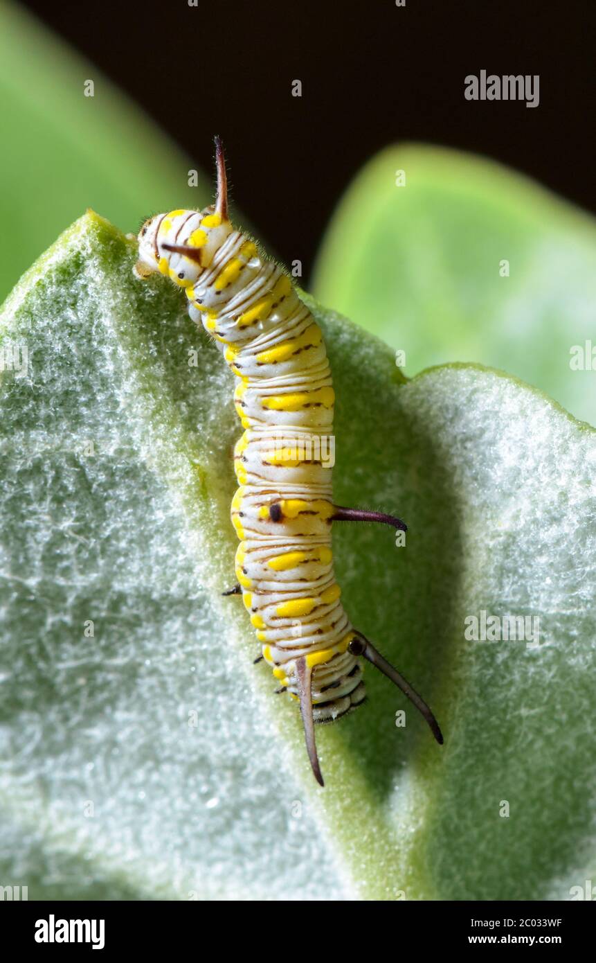 Caterpillar on a Calotropis Stock Photo - Alamy