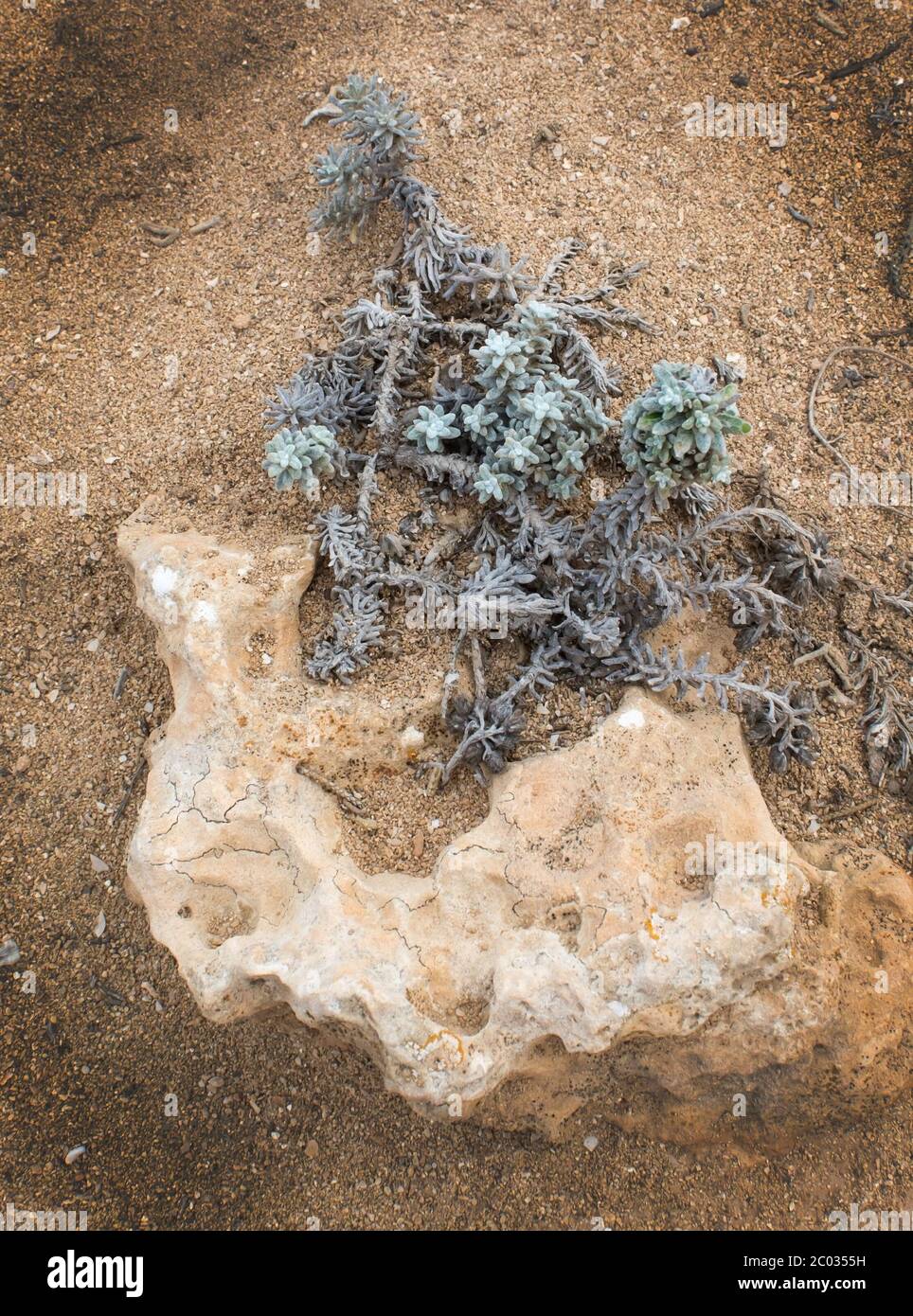 Succulent plant and rock Stock Photo