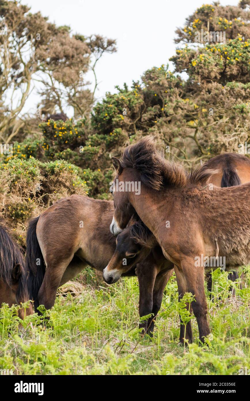 Playful Exmoor Ponies Stock Photo