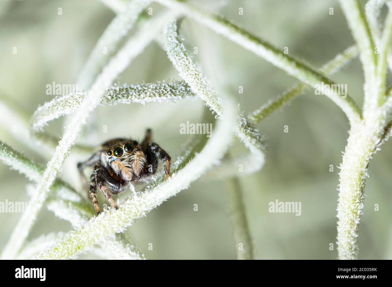 Jumping spider hiding in aerial roots of Spanish moss Stock Photo Alamy
