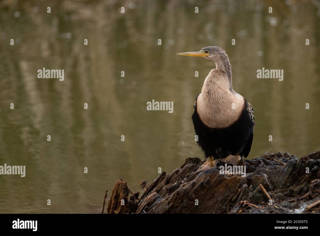 Anhinga sometimes called snakebird, darter, American darter, or water turkey perched on an old wood stump in a marsh on a cloudy overcast winter day Stock Photo