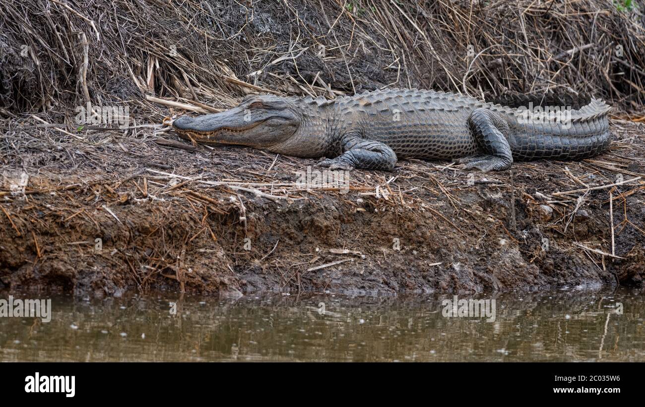 Large Adult Alligator basking on the river bank in Northern Florida warming up from brumation as winter turns into spring with mating season arriving Stock Photo
