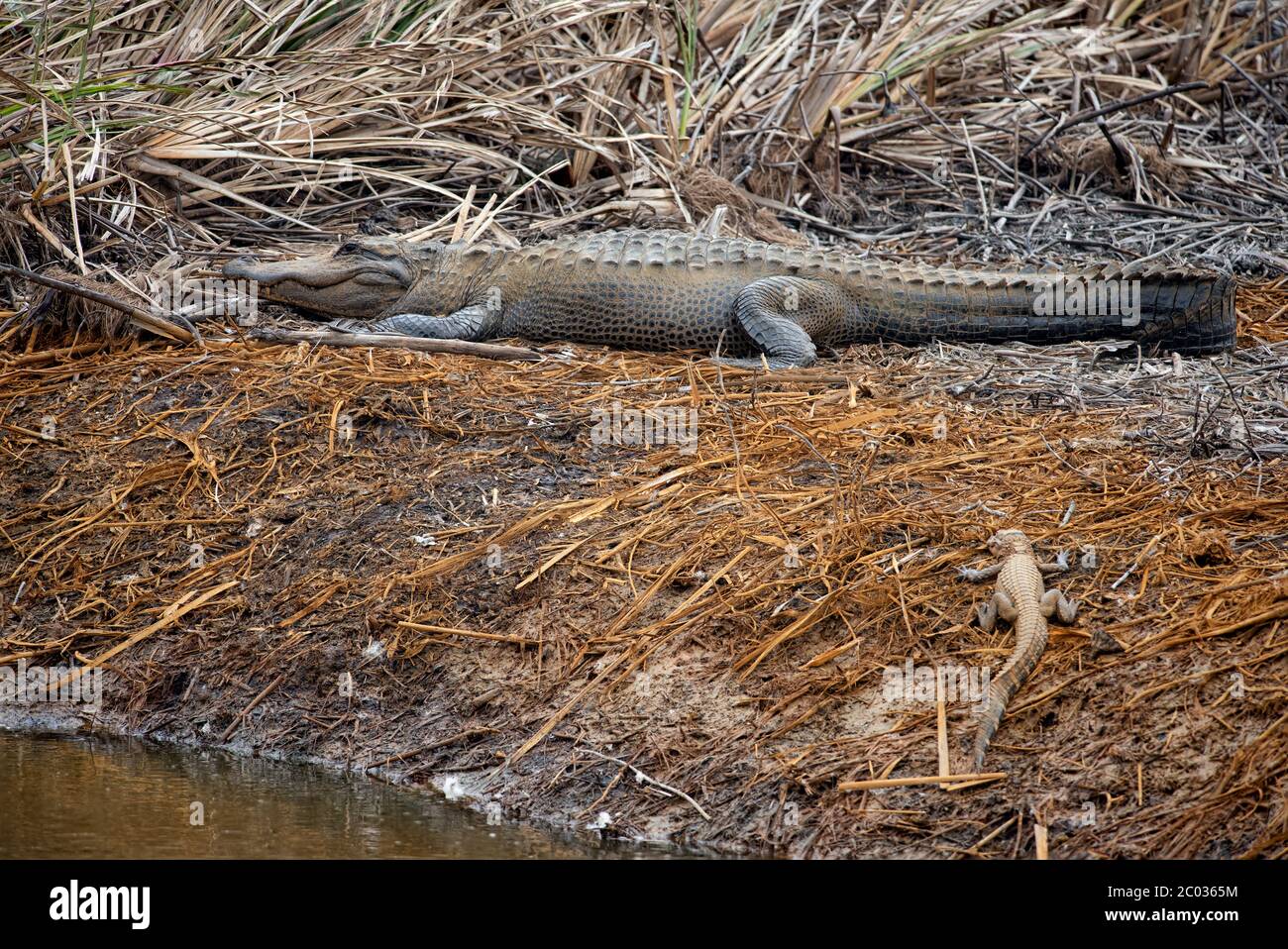 Large Adult Alligator basking on the river bank in Northern Florida warming up from brumation as winter turns into spring with small gator by its side Stock Photo