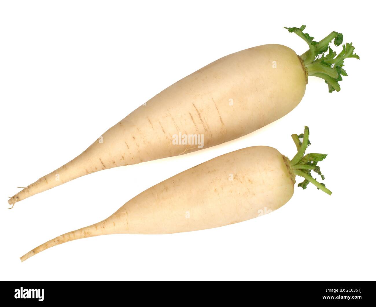 Two fresh daikon radishes isolated on white background Stock Photo