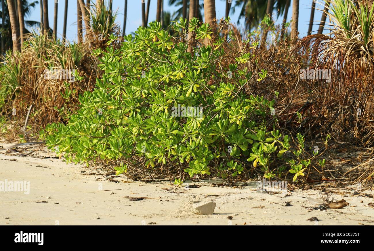 Tropical plant art hi-res stock photography and images - Alamy
