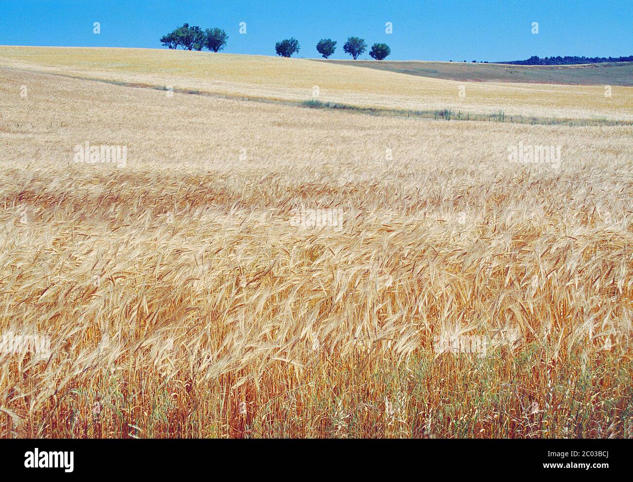 Cultivos cultivos trigo cereal hi-res stock photography and images - Alamy
