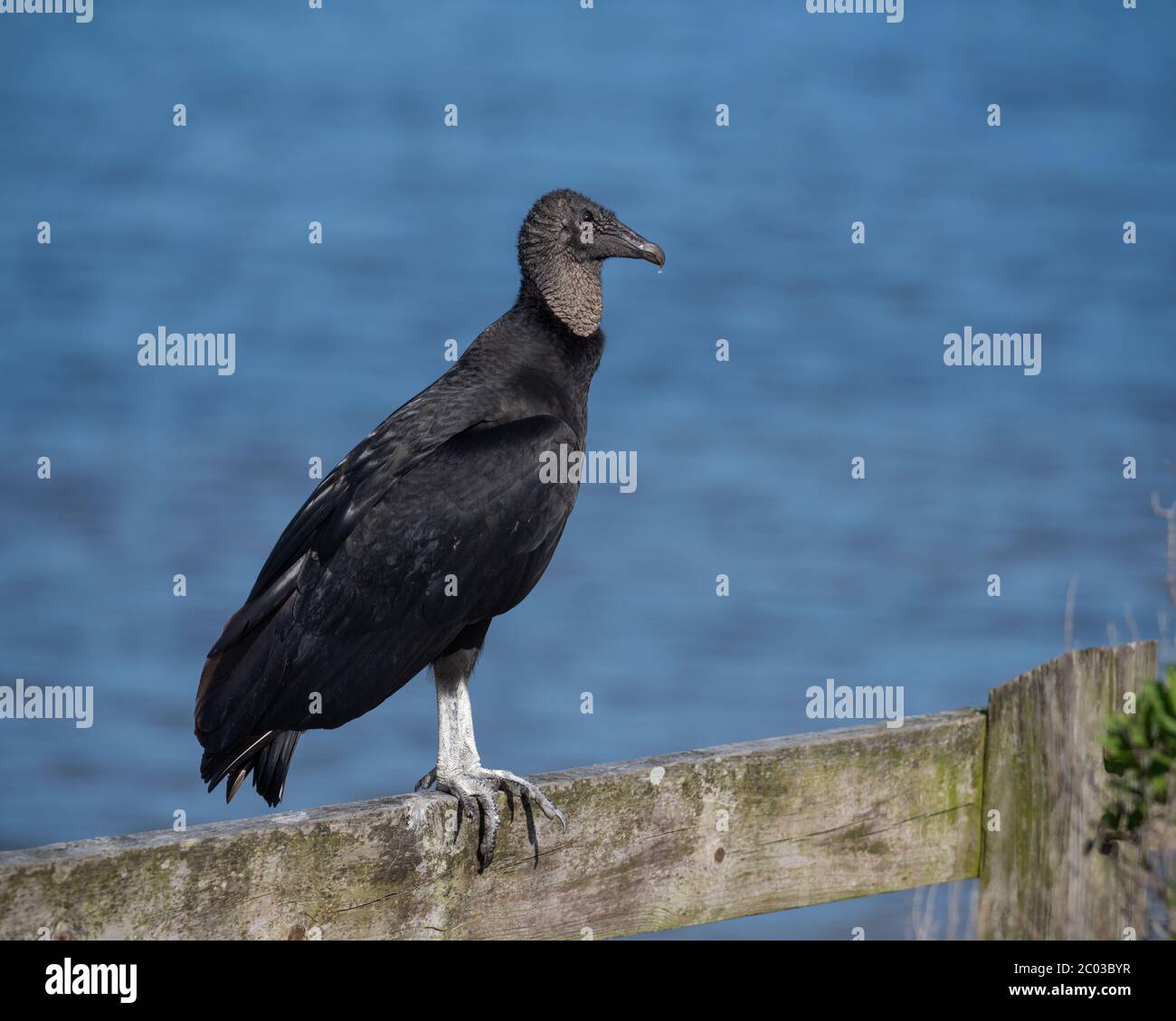 Portrait of an American Black Vulture perched on a wood fence warm sunny winter day against bright blue water of northern Florida in February 2020 Stock Photo