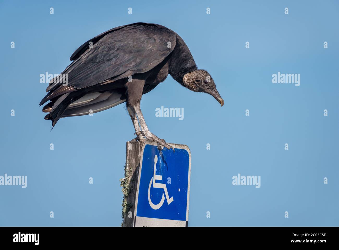 Portrait of an American Black Vulture perched on an handicap parking sign against the bright blue winter sky of northern Florida in February 2020 Stock Photo