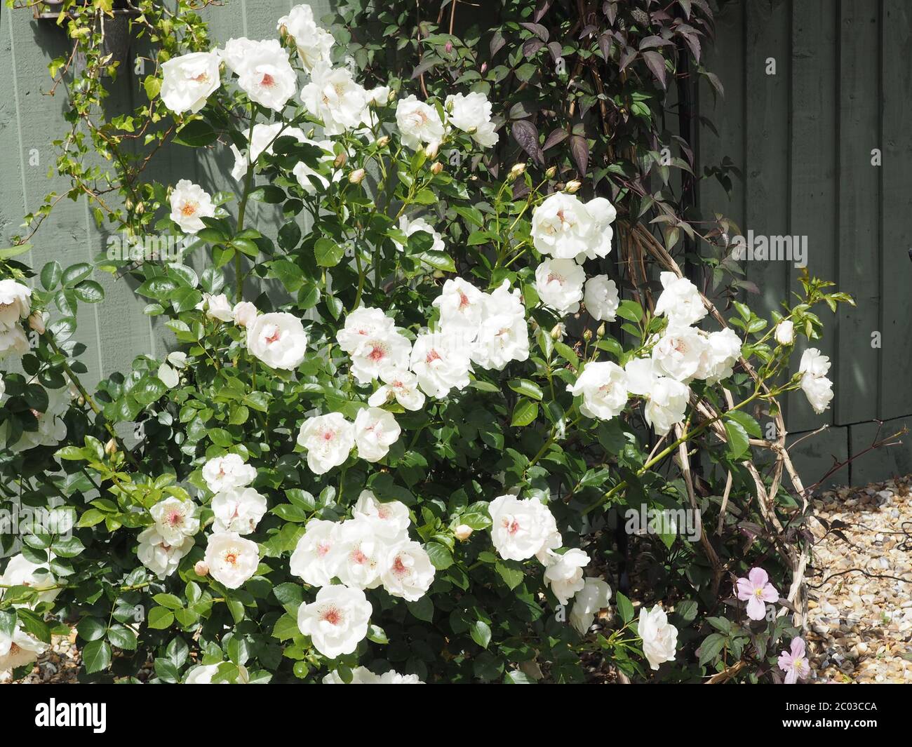 Climbing rose with white flowers "Jacqueline Du Pre Stock Photo - Alamy