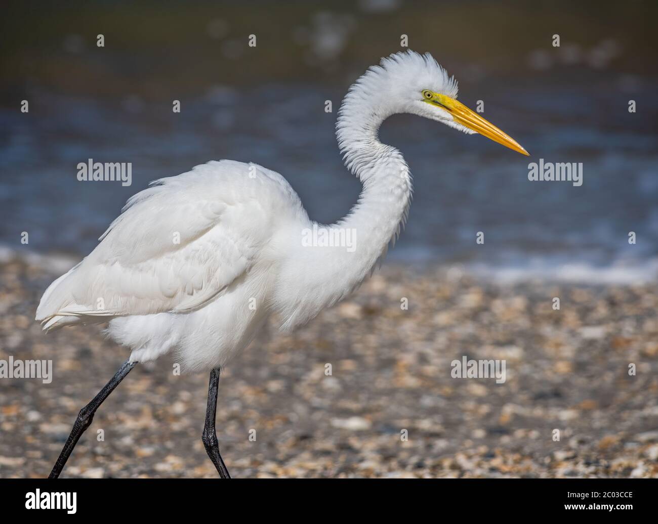 Great Egret feeding along a Northern Florida Beach on the Atlantic, known as  the common egret, large egret, great white egret or great white heron Stock Photo