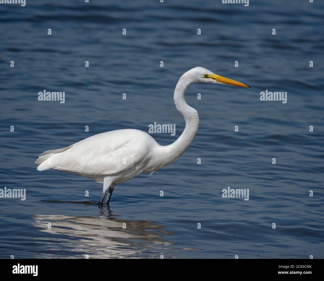 Great Egret feeding along a Northern Florida Beach on the Atlantic, known as  the common egret, large egret, great white egret or great white heron Stock Photo