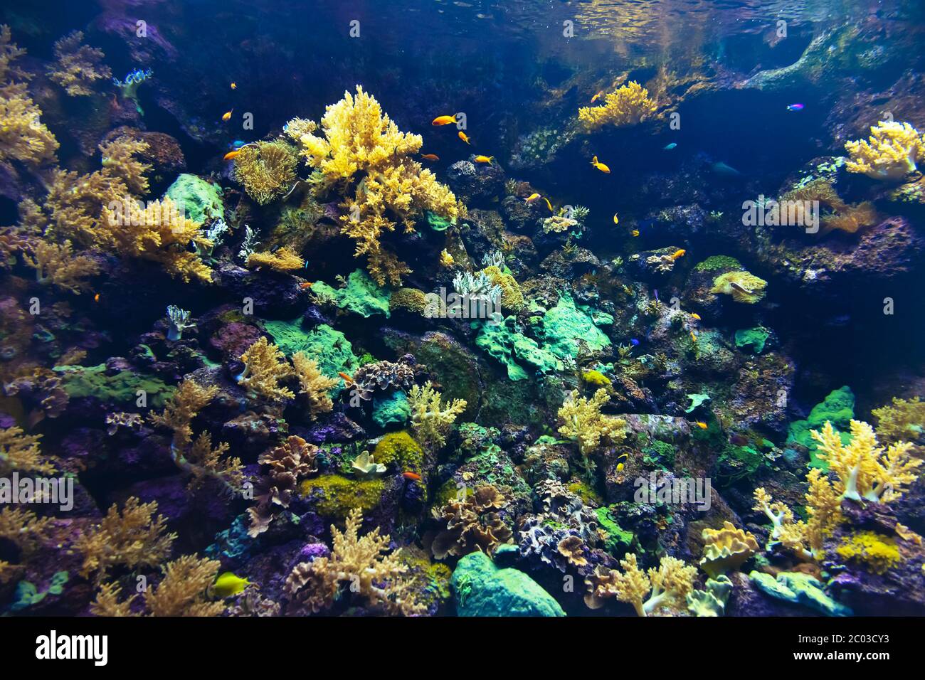 Fishes and corals reef in Aquarium Stock Photo