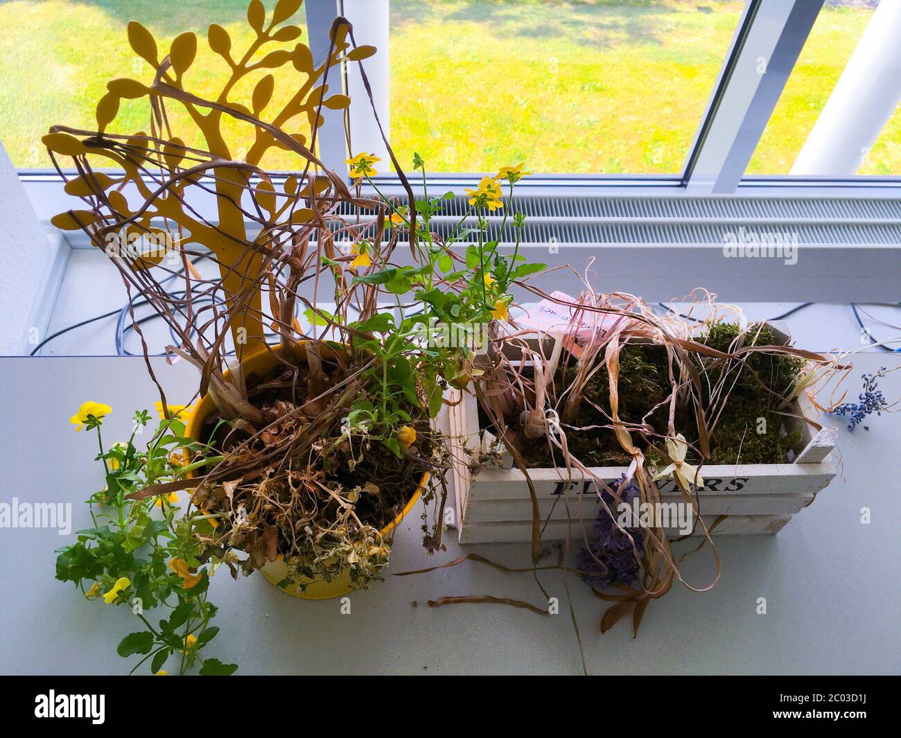 Zurück aus dem Homeoffice sind die Pflanzen im Büro vertrocknet Stock Photo