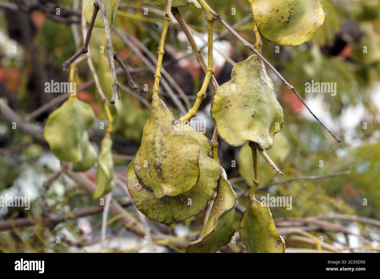 Fruits of the rosewood tree Stock Photo