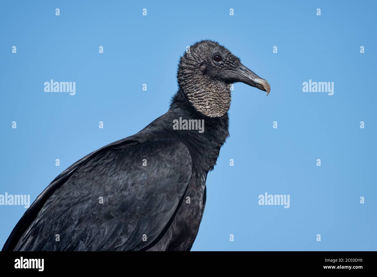 Portrait of an American Black Vulture on a bright warm sunny winter day against the bright blue sky of northern Florida in February 2020 Stock Photo