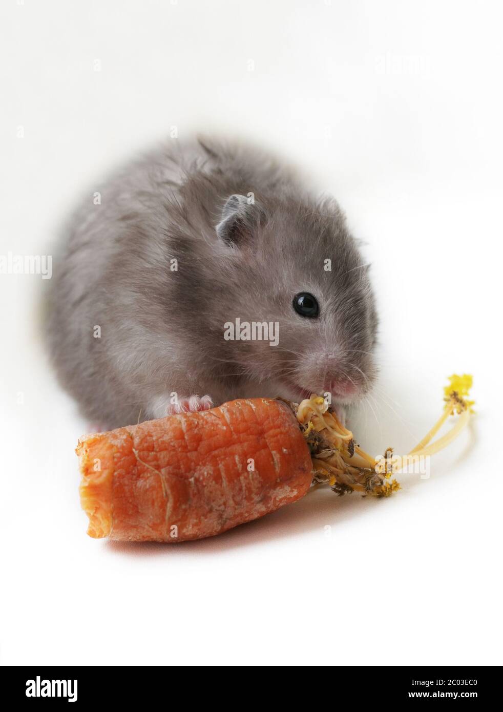 Grey hamster Stock Photo