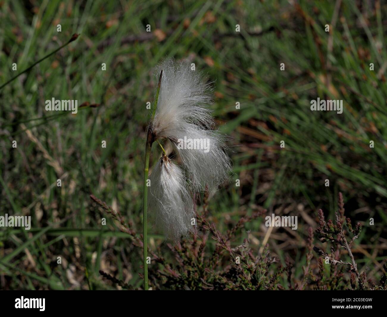 Cotton grass in flower hi-res stock photography and images - Alamy