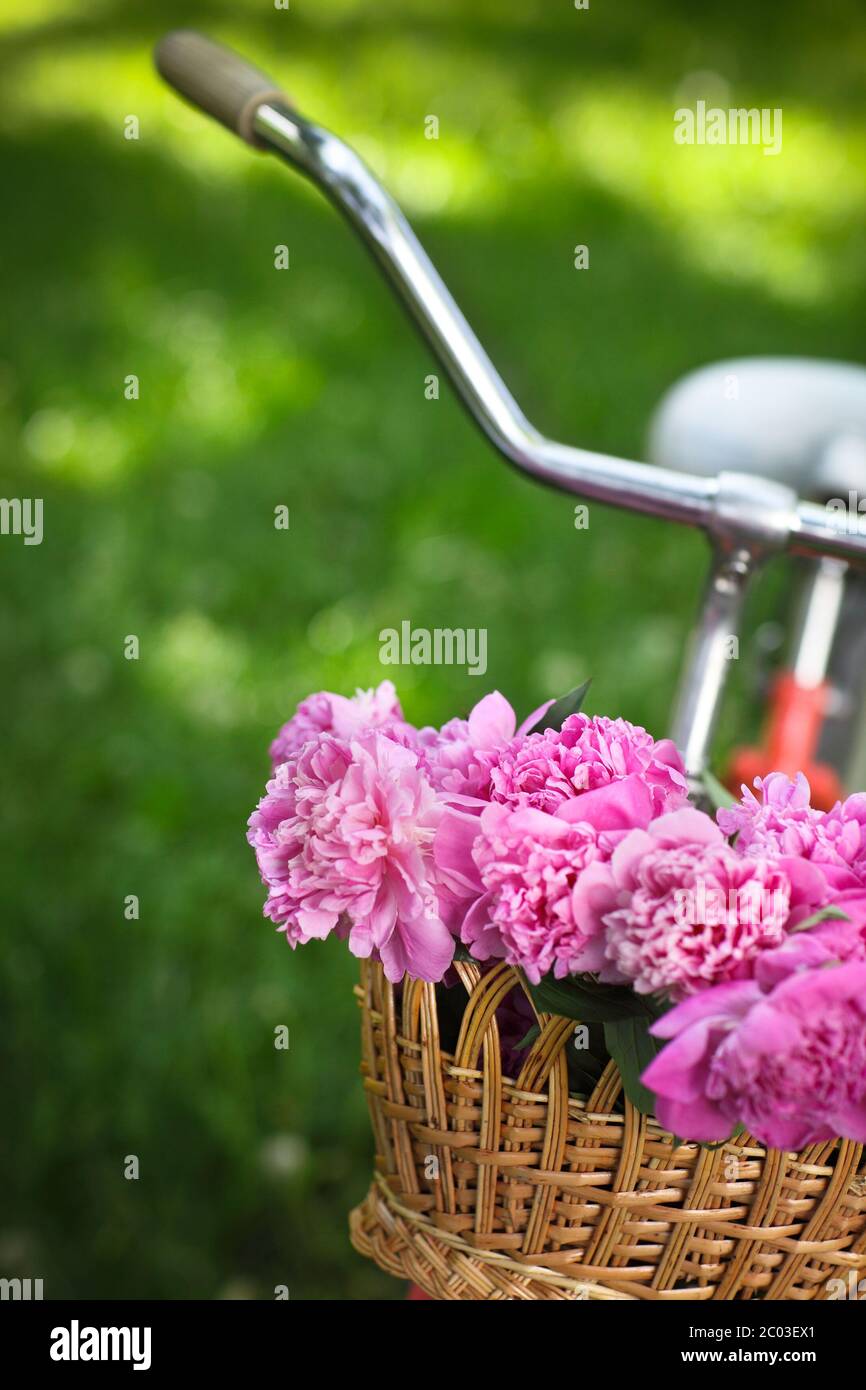 Vintage bicycle with basket with peony flowers Stock Photo Alamy