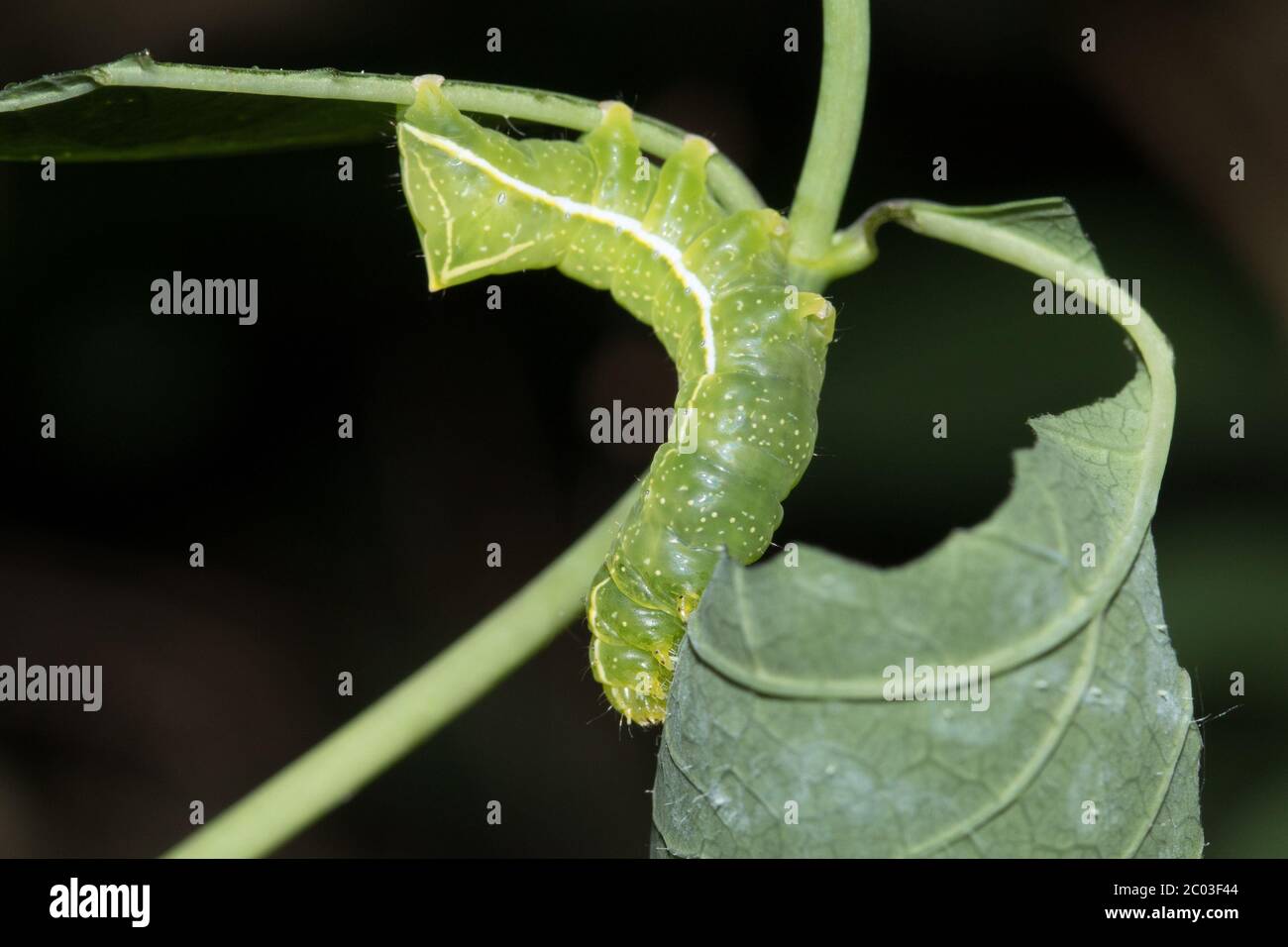 Copper underwing larva (Amphipyra pyramidea )feeding on honeysuckle. Sussex, UK. Stock Photo