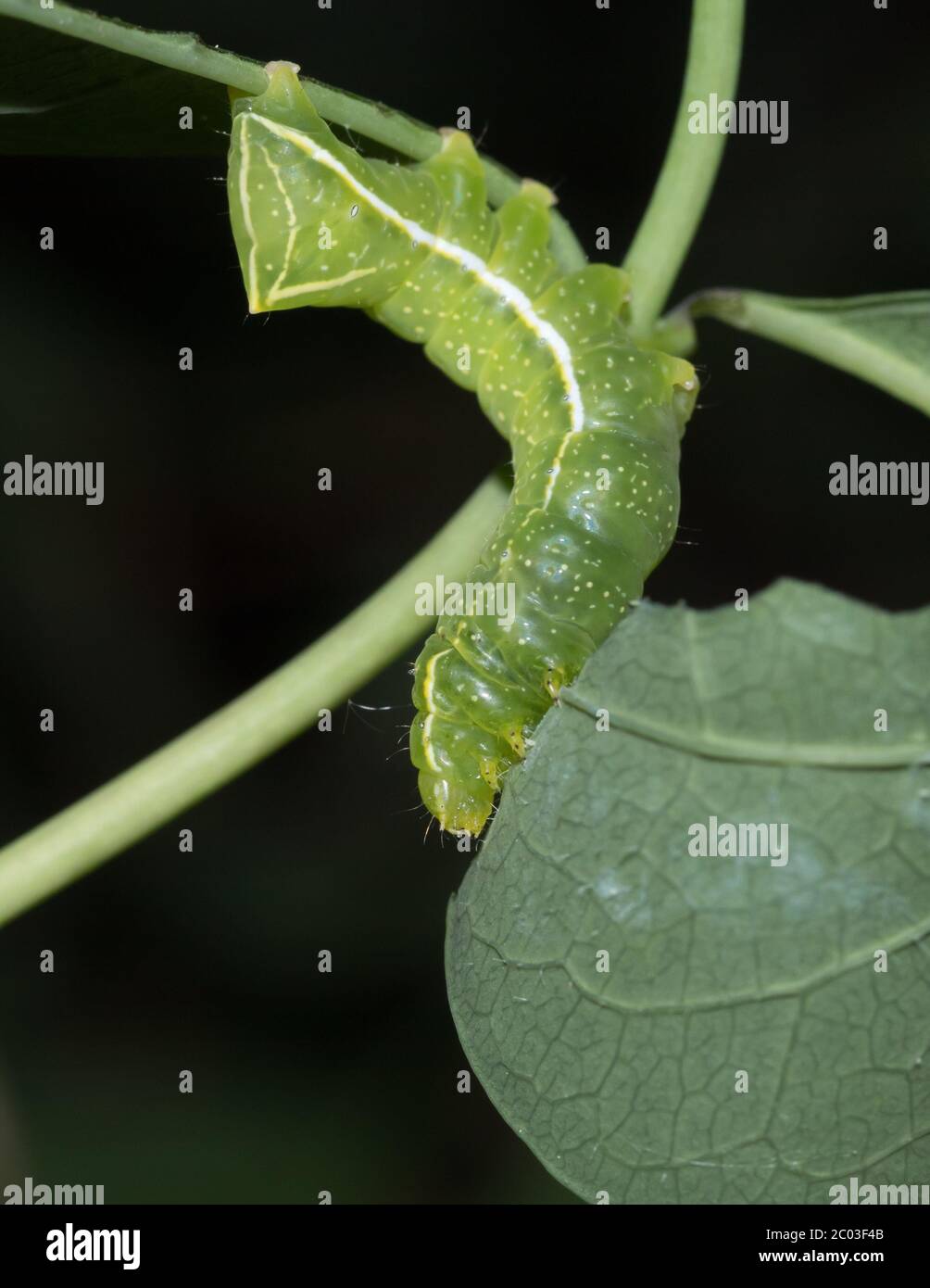 Copper underwing larva (Amphipyra pyramidea )feeding on honeysuckle. Sussex, UK. Stock Photo