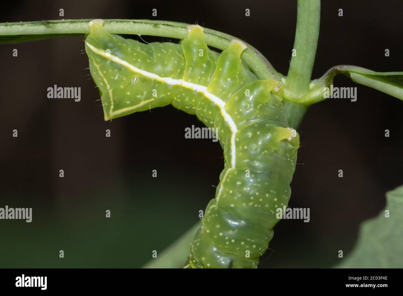Copper underwing larva (Amphipyra pyramidea )feeding on honeysuckle. Sussex, UK. Stock Photo
