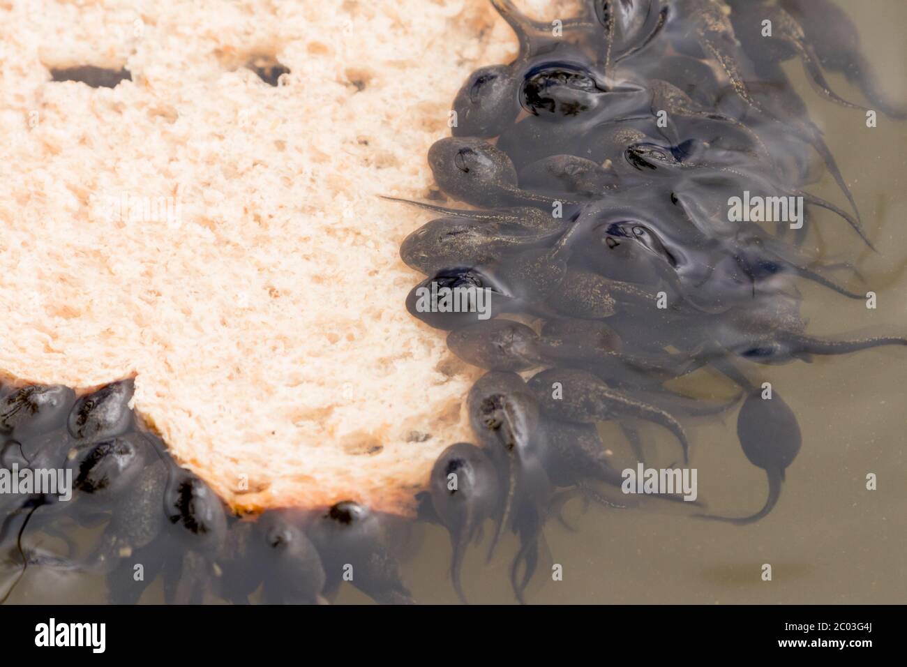 Common frog (Rana temporaria) tadpoles eating slice of bread. Sussex
